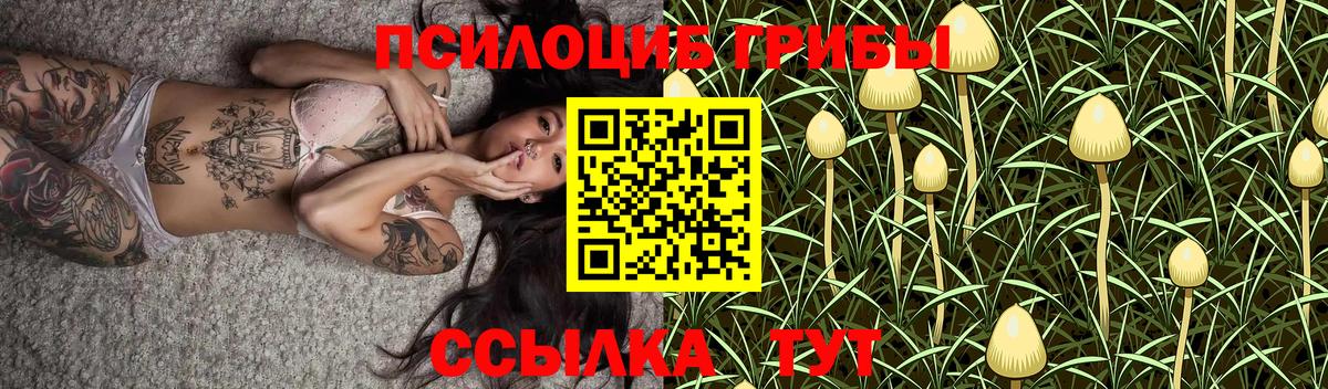 Псилоцибиновые грибы Psilocybe Зима